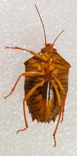 Edessa sp.